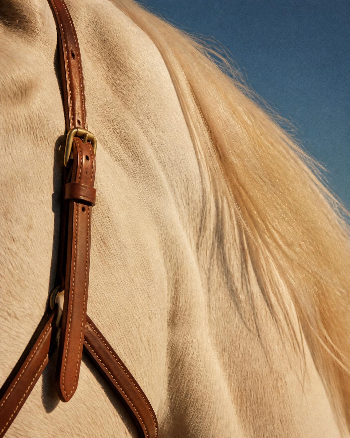 Close-up of a horse's mane and leather bridle in warm afternoon light